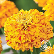 zinnia-pop-art-golden-red-seed