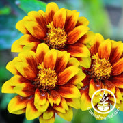 zinnia-seeds-persian-carpet-mix