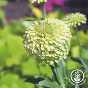 zinnia-seeds-queen-lime-bush