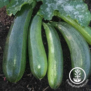 squash-summer-zucchini-elite-hybrid-seeds