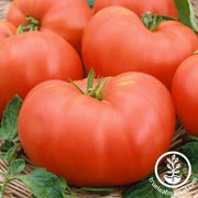 Tomato Seeds - Soldacki