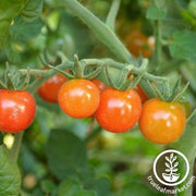 Tomato Seeds - Matt's Wild Cherry