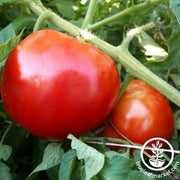 Tomato Seeds - Double Rich