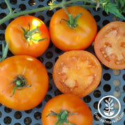 Tomato Seeds - Caro Rich