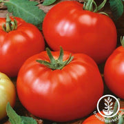 Tomato Seeds - Brandywine Red - Regular Leaf