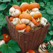 Gourd Seeds - Turks Turban Mini