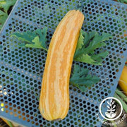 Squash Seeds - Italian - Giallo de Italia
