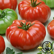 Tomato Seeds - Costoluto Genovese