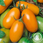 Tomato Seeds - Orange Roma