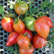 Tomato Seeds - Oxheart Bi Color Striped