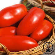 Tomato Seeds - Polish Paste