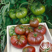 Tomato Seeds - Purple Calabash