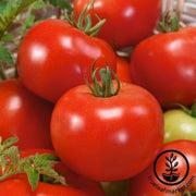 Tomato Seeds - Red Russian