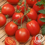Tomato Seeds - Rushmore