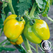 Tomato Seeds - Stuffer Green
