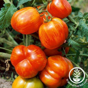 Tomato Seeds - Stuffer Striped