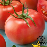 Tomato Seeds - Super Sioux