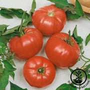 Tomato Seeds - Watermelon Beefsteak