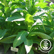 Tobacco Seeds - Silver River