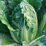 Chinese Cabbage Seeds - China Express - Hybrid