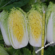 Chinese Cabbage Seeds - Mini Napa #2 - Hybrid (Treated)