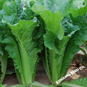 Cabbage Seeds - Pak Choi - Beijing Express - Hybrid