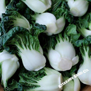 Cabbage Seeds - Pak Choi - Hotau - Hybrid