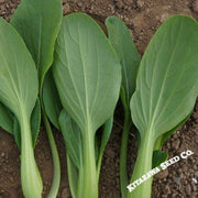 Cabbage Seeds - Pak Choi - Jimao Choi - Hybrid