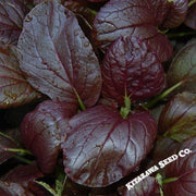Cabbage Seeds - Pak Choi - Purple Magic Epic High - Hybrid