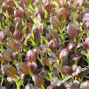 Cabbage Seeds - Pak Choi - Purple Shanghai - Hybrid
