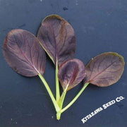 Cabbage Seeds - Pak Choi - Purple Vita - Hybrid