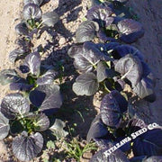 Cabbage Seeds - Pak Choi - Red Violet - Hybrid
