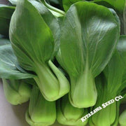Cabbage Seeds - Pak Choi - Wa Wa Qing - Hybrid
