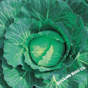 Cabbage Seeds - Wakamine - Hybrid