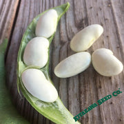 Bean Seeds - Shell - Shirohana Mame