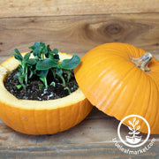 Microgreens Pumpkin Seeds - Sugar Pie