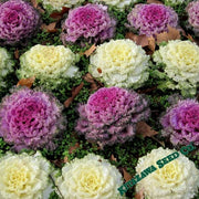 Flowering Cabbage Seeds - Osaka Series