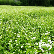 Buckwheat - Organic - Cover Crops Seeds