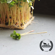 Buckwheat (Organic) - Microgreens Seeds