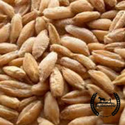 Triticale - Organic - Cover Crop Seeds