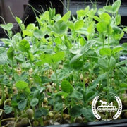 Pea - Green (Organic) - Microgreens Seeds