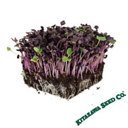 Radish Seeds - Microgreen - Sango Purple