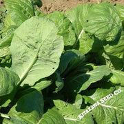 Mustard Seeds - Spinach (Komatsuna) - Tendergreen