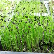 Onion (Organic) - Microgreens Seeds