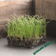 Onion - Bunching - Tokyo Long White - Microgreens Seeds