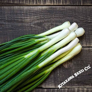Onion Seeds - Bunching - Tokyo Long White