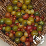 Tomato Seeds - Cherry - Rainbow Cherry Mix (Organic)