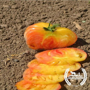 Tomato Seeds - Slicing - Hillbilly (Organic)