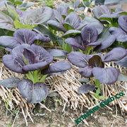Mustard - Osaka Purple - Microgreens Seeds