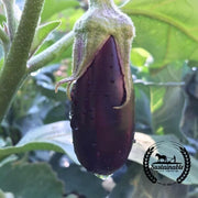 Eggplant Seeds - Long Purple (Organic)